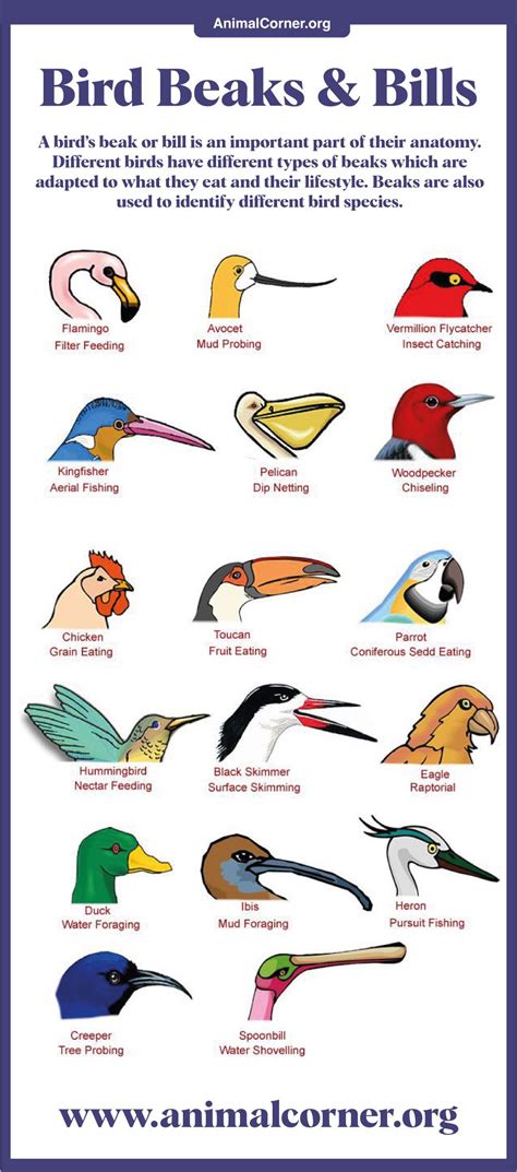Types of Bird Beaks & Bills .